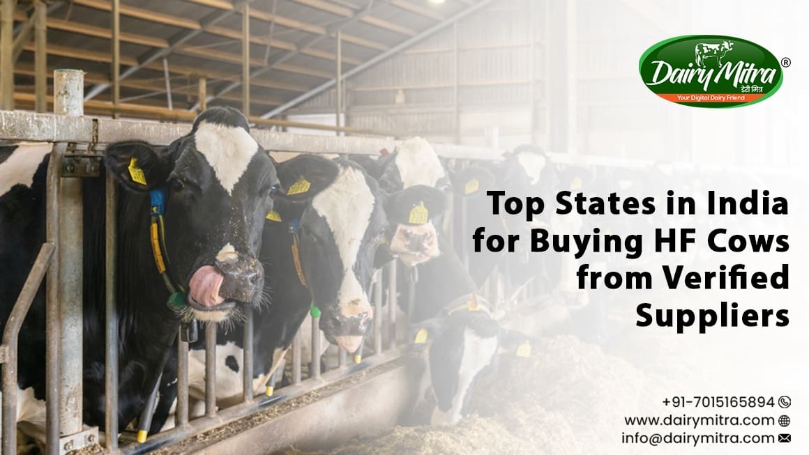 HF Cows from Verified Suppliers